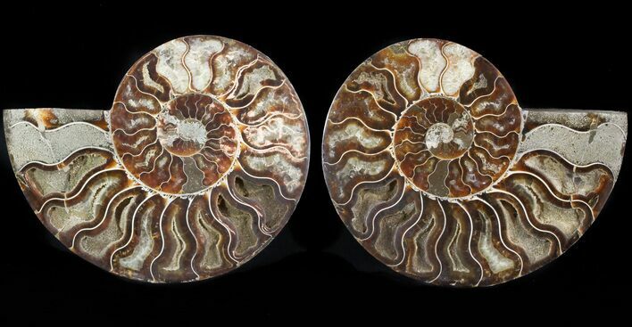 Cut/Polished Ammonite Pair - Agatized #47687
